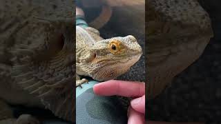 Lizzy the Bearded Dragon Head Bobbing beardeddragon beardies dragons reptiles pets [upl. by Diehl]