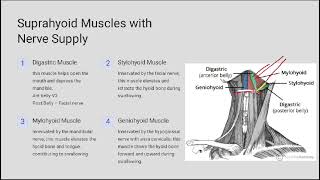 Anatomy of neck by Dr Fatima Ammir [upl. by Accemahs]