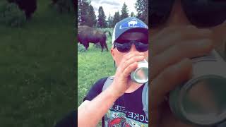 Touron drinking beer too close to a bison Keep25YardsFromBison Bison Yellowstone YNP [upl. by Lot]