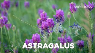 How to improve vitality and immunity with astragalus [upl. by Alba]