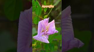 Aparajita Kuch Pal Nature Ke Saath [upl. by Iadrahs]