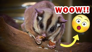 Top 10 facts about sugar gliders that will blow your mind [upl. by Eelyrehc]