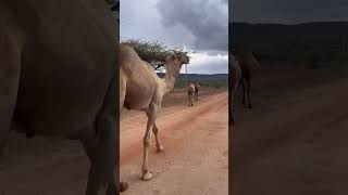 SAMBURU ROAD TO SAMBURU samburu duet citizennews adventure [upl. by Niran]