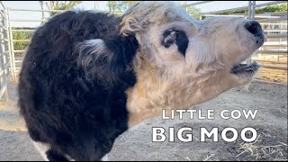 ANIMAL SOUNDS FOR KIDS  LITTLE COW BIG MOO  MOO MOO COW [upl. by Kuhn639]