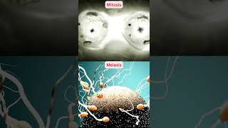 Mitosis vs Meiosis [upl. by Eetnahc174]