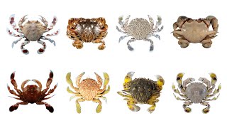 8 Moon Crab Species with Scientific Names  Matutidae Family Infraorder Brachyura MoonCrabs crab [upl. by Ilrac]