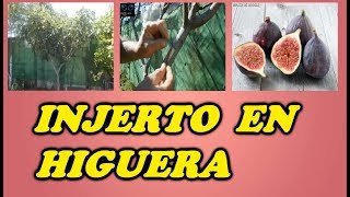 Injerto en una Higuera  Todo Huerta y Jardín [upl. by Marinna]