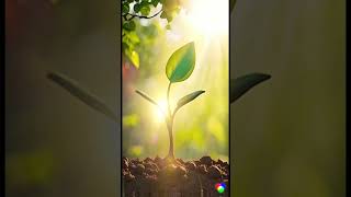 From Tiny Seed to Mighty Tree  Motivational Short growth and perseverangrowth and perseverance [upl. by Ursa]