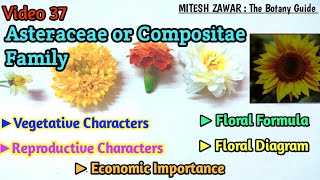 Asteraceae Family  Compositae Family Floral Formula amp Floral Diagram  Ray Florets amp Disc Florets [upl. by Minne]