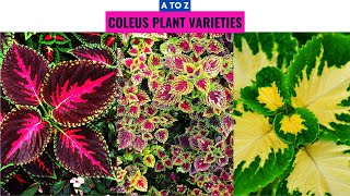 Coleus Plant Varieties A to Z [upl. by Baggs]