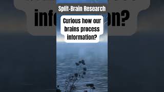 SplitBrain Research facts psychology psychologyfactseducation educational motivation [upl. by Lleirbag287]