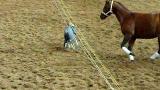 NCHA at AELEC MayJune 2010 riderless horse [upl. by Arnaldo]