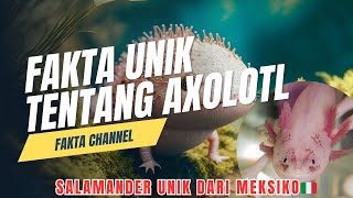 FAKTA UNI AXOLOTL SALAMANDER DARI MEKSIKO [upl. by Sower]