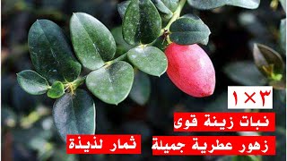 أفضل نبات زينة زهور رائعة عطرية وثمار تؤكل نبات يتحمل كافة الظروف [upl. by Ahsenom]