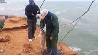 Partie de pêche sur la côte du Sahara Atlantique [upl. by Akkin662]