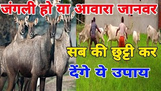 फसल को बचाने के आसान तरीका fasal mein awara janwar jungali janvaron ko kaise roke khet ki suraksha [upl. by Ased]