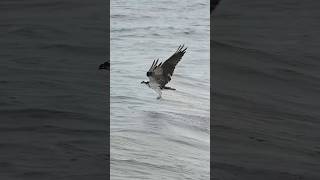 Amazing photage of young osprey unbelievable eagles birds osprey shorts [upl. by Brandea]