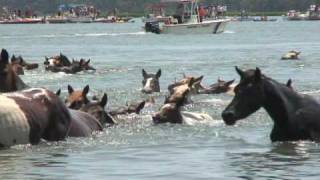 Chincoteague Pony Swim 2010 [upl. by Etana]