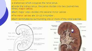 55 Renal pelvis Abdomen [upl. by Suolekcin751]