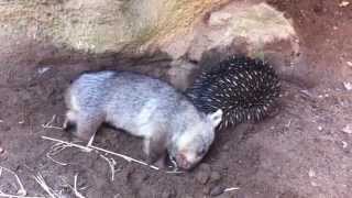 Wombat joey meets an echidna [upl. by Auhsot]