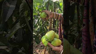 Papaya Guava harvesting cutting జామ guava mygarden gardening shortvideo ytshorts [upl. by Matrona]