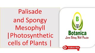 Leaf anatomyIII Palisade and Spongy Mesophyll Photosynthetic cells of Plants [upl. by Euqnimod]