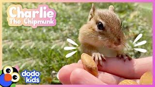 Tiny Chipmunk Gives The Best High Fives  Dodo Kids [upl. by Farant]