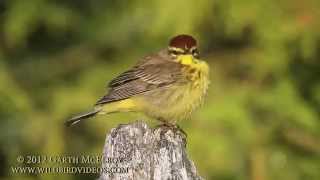 Palm Warbler in Maine Yellow Eastern [upl. by Eseerehc788]