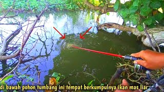 panik‼️tarikan ikan mas besar di spot penuh sangkutan [upl. by Ennahs]