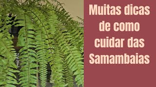 Cultivo replante substrato tudo sobre samambaias e como cuidar [upl. by Arbba]