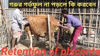 Retention of placenta  গরুর ফুল আটকে গেছিল [upl. by Elysha202]