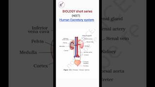 Human excretory system class 11 biologyshorts neet study boosterofficial [upl. by Raoul]