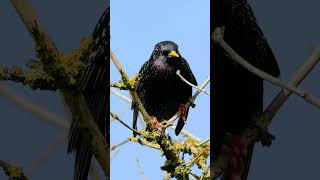 The Starlings Chittering Calls  Bird Sounds shorts [upl. by Cherey]