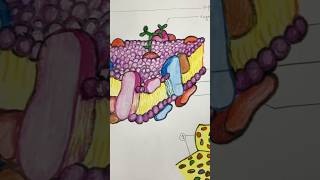 Fluid Mosaic Model l Cell membrane l Phospholipid Bilayer studentlife drawing mbbs histology [upl. by Strait288]