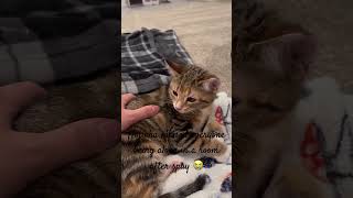 Hojicha Next Day Spay Update 🐱😖  Week 14  Short 405 cat kitten animal cute pets dailyvlog [upl. by Anoval]