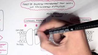 Passive Diffusion  Simple and Facilitated [upl. by Atterrol968]