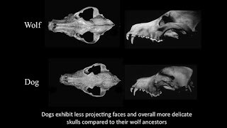 CARTA Domestication Transformation of Wolf to Dog Fox Domestication Craniofacial Feminization [upl. by Lust870]