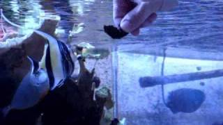 How to hand feed a Moorish Idol [upl. by Eilime232]