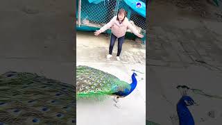 Peacock blue peacock shorts bollywood music hindisong [upl. by Barker]