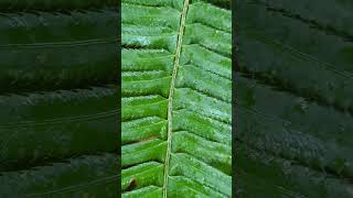 Why Are They Called Sword Ferns [upl. by Iveson]