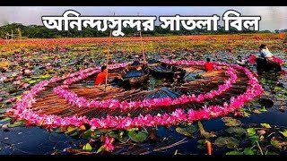 সাতলার শাপলায় মুগ্ধ না হয়ে উপায় নেই 🌸। satla bil wazirpur Sapla bil [upl. by Pryor]