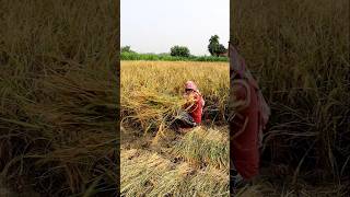 Paddy Harvesting Manually shorts [upl. by Leihcar]