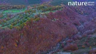 Aerial shot of Meadows pasiego cabins river and deciduous forest Spain November [upl. by Eilak517]