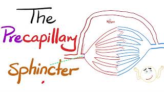 The Precapillary Sphincter The Metarteriole amp The Thoroughfare Channel  Histology [upl. by Maroney165]