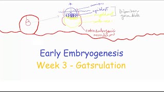 Week 3 Part 1 Gastrulation  Medical Embryology [upl. by Evelyn231]