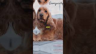 Brave Fact About English Cocker Spaniel 🐶 [upl. by Alonso]