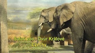 Safari zoo  Dvůr Králové Czechy👌 [upl. by Jez]