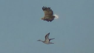 Zeearend Haliaeetus albicilla  whitetailed eagle  白头鹰，比斯博斯，荷兰  बाल्ड ईगल बिस्बोश नीदरलैंड [upl. by Yesak454]