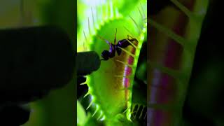 Feeding a trapjaw ant to a venus flytrap Part 1 ants ant antscanada fireants insects nature [upl. by Elkraps]