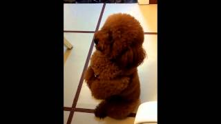 Toy Poodle Begging For Food CUTEST TRICK EVER [upl. by Llarret]